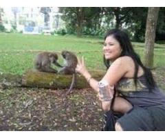 Lovely Male And Female Capuchin Monkeys